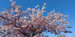 Kirsikkapuu psoriasisliiton blogi