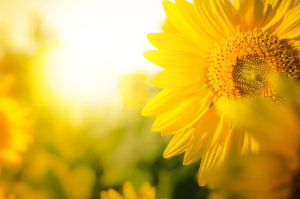 Keltainen auringonkukka.