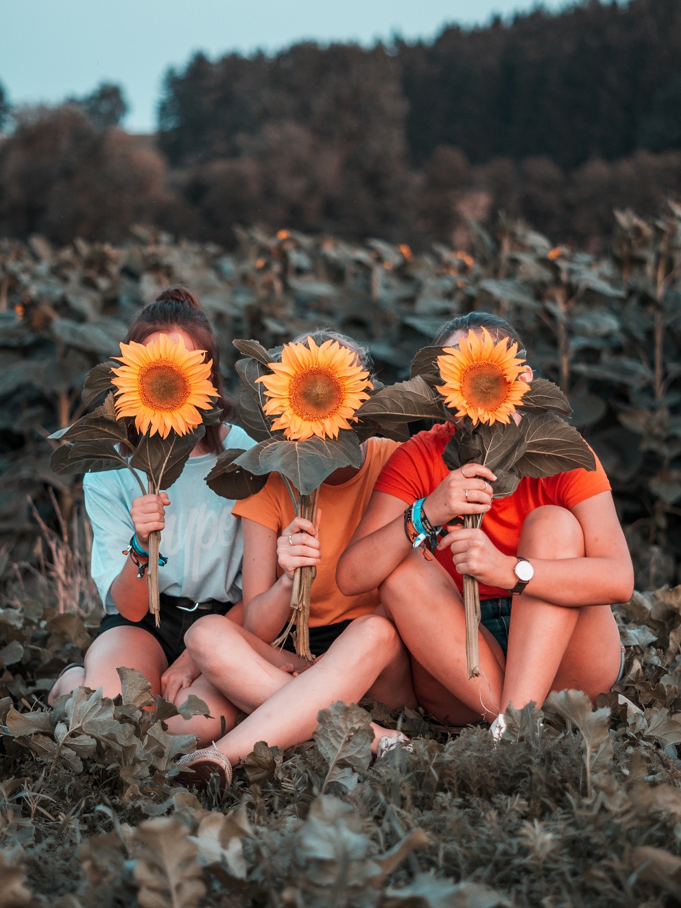 Kolme ihmistä istuu auringonkukkapellon laidalla ja pitää auringonkukkia kasvojen edessä.
