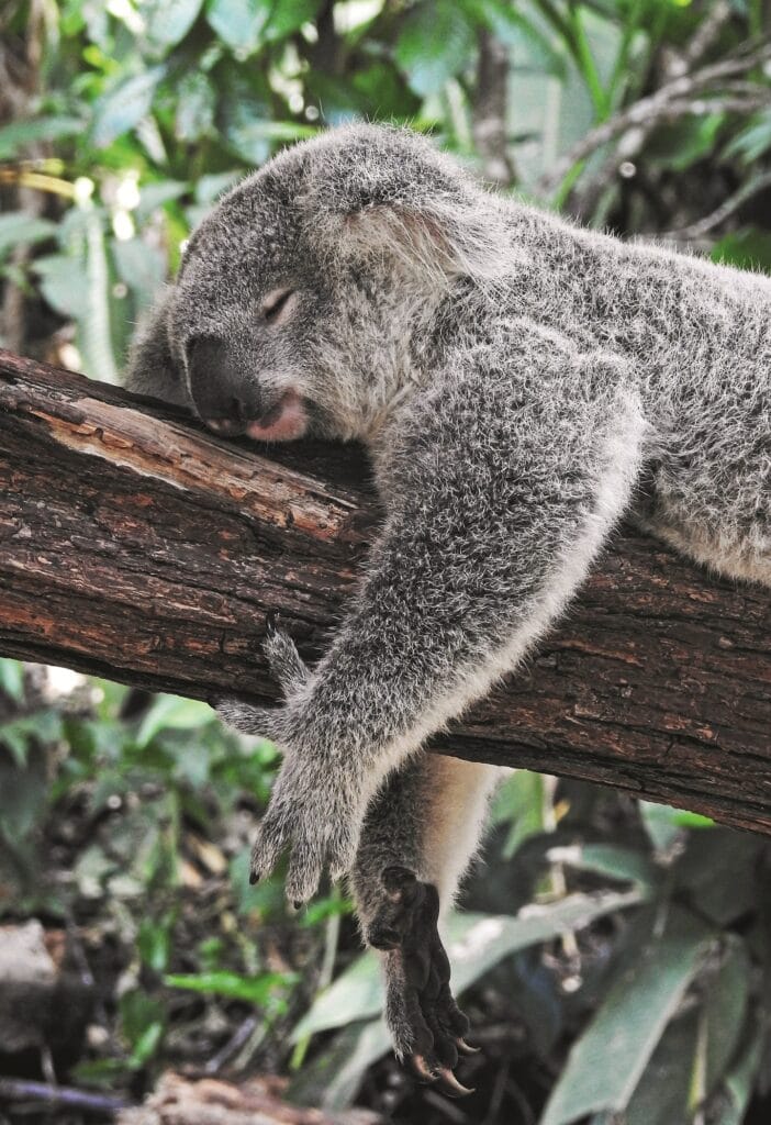Koala nukkuu puun runkoa vasten.
